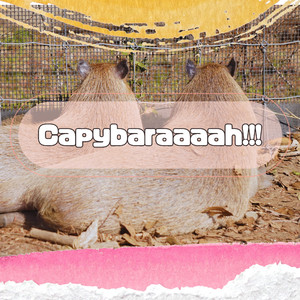 Capybaraaaah!!!