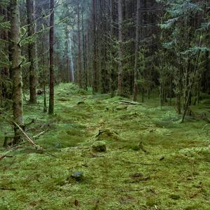 Eversong (single version)