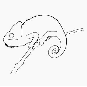 chameleon