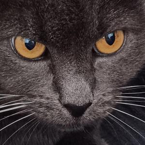 Ilo on muuttanut pois