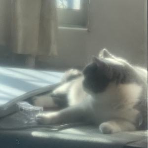 伴