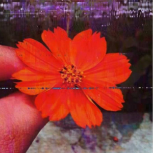 夏が来れば。。。