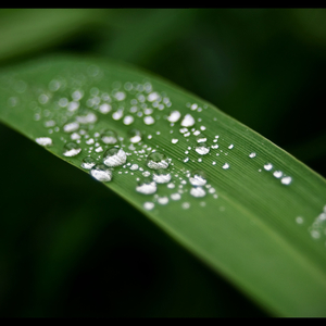Rain in a Barrel