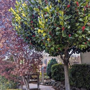 The Sky Contains My Garden