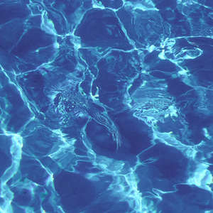 Dreaming On The Lake