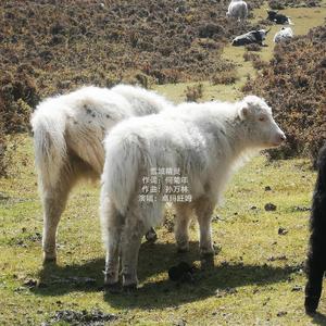 雪域精灵 卓玛旺姆