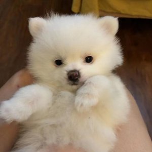 你会想起我吗（翻自 李哈哈）