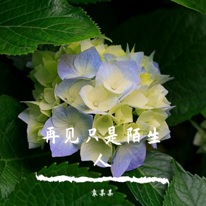 菊花满山