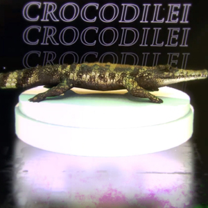 Crocodilei