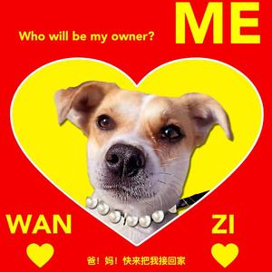 小狗之歌 Song of the Puppy