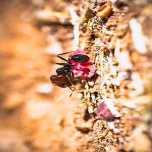 Ants