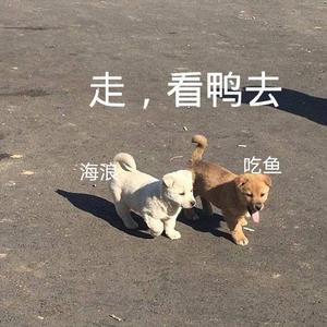 晚夜微雨问海棠（翻自 镜予歌）