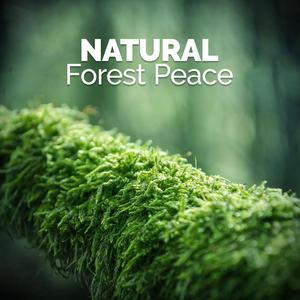 Forest Afternoon