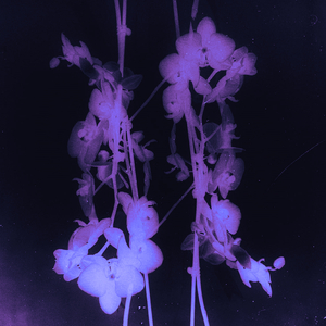 Collide