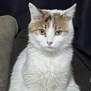 audio_ace-step-1.5_00003_(3).mp3