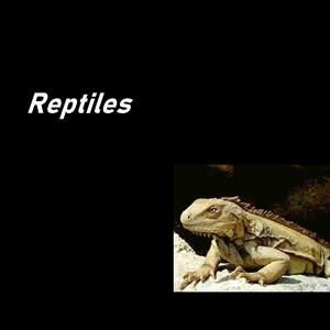 Reptiles