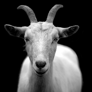 Paddy McGinty's Goat (feat. Clare Steffen)