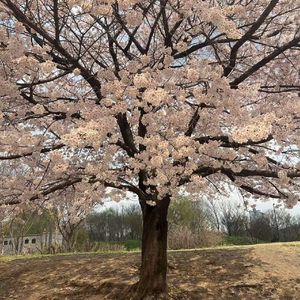 Cheer up (今天 也 辛苦了)(cover)