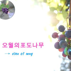 오월의 포도나무