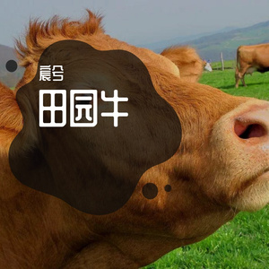 田园牛 (3)