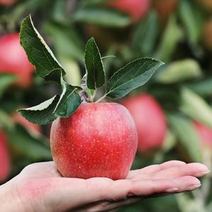 Яблочное масло