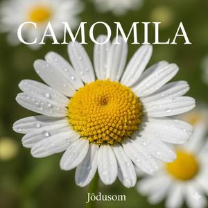 CAMOMILA