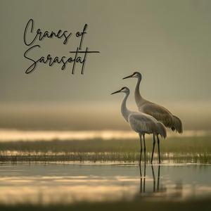 Cranes of Sarasota