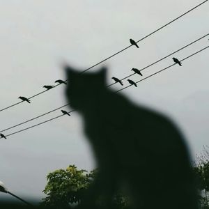 褪黑素（温柔女生版）