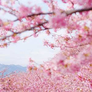 爱上她或杀死她