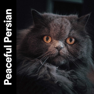 Oecumenical Ambient