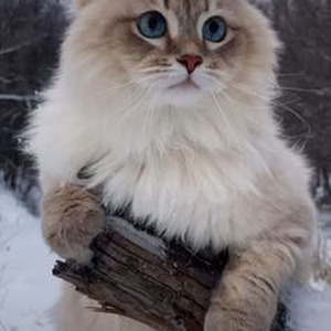 Drip Too Hard (slowed)