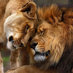 I Am Is Love 五龍聖境