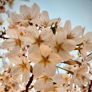 【梦华录】凉州大遍