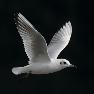 雨の鳥