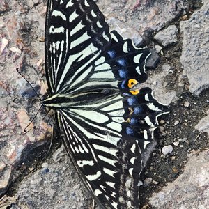 タイトル｜ネオンはまだ夢を見ている