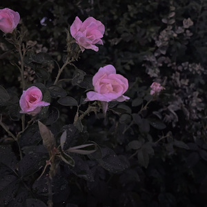 wav夏日光临  伴奏