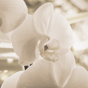 秋 - 落日风过橘子海