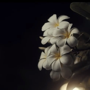 จอมขวัญ（爱的香气）