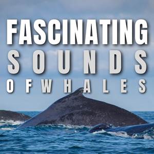 Whale Sound