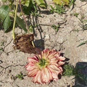 コロナ大嫌い (Prod. 辻原一郎)