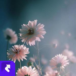 绵绵无绝期 (现场)