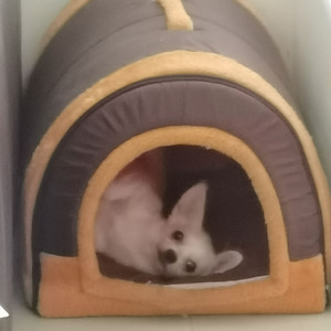简灯（伴奏）