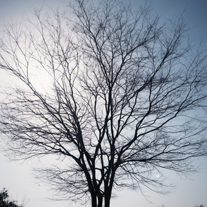 大树会拥抱每一个抬头的人