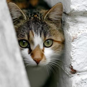 야옹야옹 귀욤 뽀짝