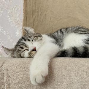 当一只猫向你奔来