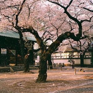 空山新雨后