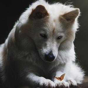 （翻唱）你笑起来真好看