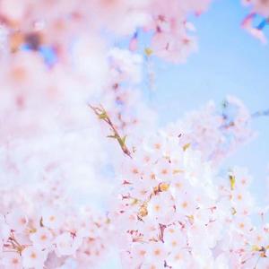 樱花樱花想见你