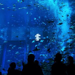 在一只乌鸦的梦中醒来