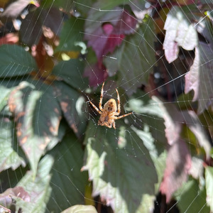 Нашими голосами